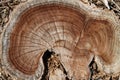 Tree Stump Distinctive Pattern