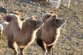 Camel Royalty Free Stock Photo