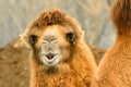 Camel Royalty Free Stock Photo