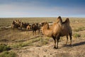 Camel Royalty Free Stock Photo