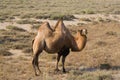 Camel Royalty Free Stock Photo