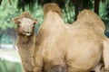 A camel Royalty Free Stock Photo