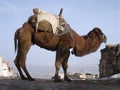 Camel