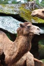 Camel Royalty Free Stock Photo