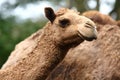 Camel Royalty Free Stock Photo