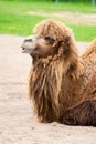 Camel. Royalty Free Stock Photo
