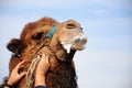 Camel Royalty Free Stock Photo