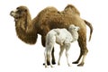 Camel