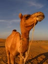 CAmel