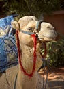 Camel Royalty Free Stock Photo