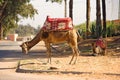 Camel Royalty Free Stock Photo