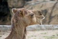 Camel Royalty Free Stock Photo
