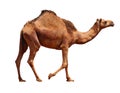 Camel