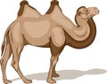 Illustration of a bactrian camel on a white background.