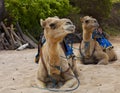Camel Royalty Free Stock Photo