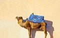 Camel Royalty Free Stock Photo