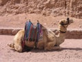 Camel