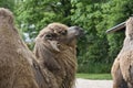 Camel