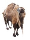 Camel Royalty Free Stock Photo