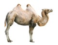 The Camel. Royalty Free Stock Photo