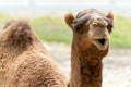 Camel Royalty Free Stock Photo