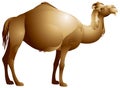 Camel