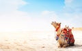 Camel Royalty Free Stock Photo