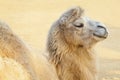 Camel Royalty Free Stock Photo