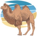 Camel