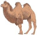 Camel