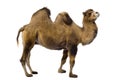 Camel Royalty Free Stock Photo