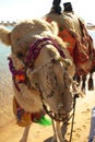 Camel Royalty Free Stock Photo
