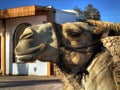 Camel Royalty Free Stock Photo