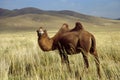 Camel Royalty Free Stock Photo