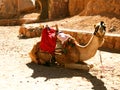 Camel Royalty Free Stock Photo