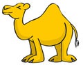 Camel Royalty Free Stock Photo