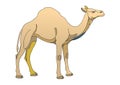 Camel