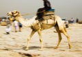 Camel Royalty Free Stock Photo