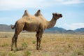 Camel