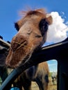 Camel above the car on the hatch Royalty Free Stock Photo