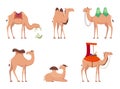 Camel. African desert egypt or india travel animals vector cartoon camels illustrations