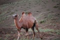 Camel against a backdrop of a majestic desert mountain range