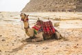 Camel against the background of the pyramids of the pharaohs Cheops, Khafren and Mikerin in Giza Royalty Free Stock Photo