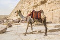 Camel against the background of the pyramids of the pharaohs Cheops, Khafren and Mikerin in Giza Royalty Free Stock Photo