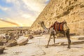 Camel against the background of the pyramids of the pharaohs Cheops, Khafren and Mikerin in Giza Royalty Free Stock Photo