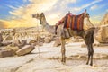 Camel against the background of the pyramids of the pharaohs Cheops, Khafren and Mikerin in Giza Royalty Free Stock Photo