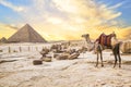 Camel against the background of the pyramids of the pharaohs Cheops, Khafren and Mikerin in Giza Royalty Free Stock Photo