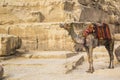 Camel against the background of the pyramids of the pharaohs Cheops, Khafren and Mikerin in Giza Royalty Free Stock Photo