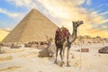 Camel against the background of the pyramids of the pharaohs Cheops, Khafren and Mikerin in Giza Royalty Free Stock Photo