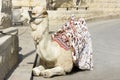 Camel against the old city of Jerusalem